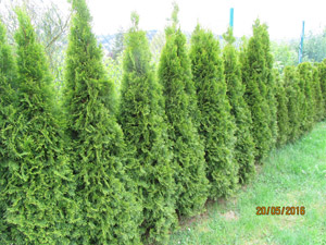 2016 05 thuja.thumb